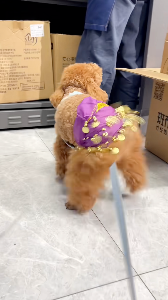 狗狗的屁股扭得停不下來啦～