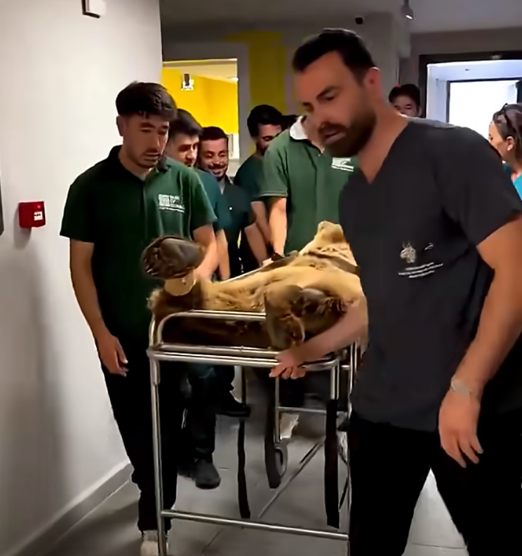 結果就上擔架了，還做了MRI 檢查！