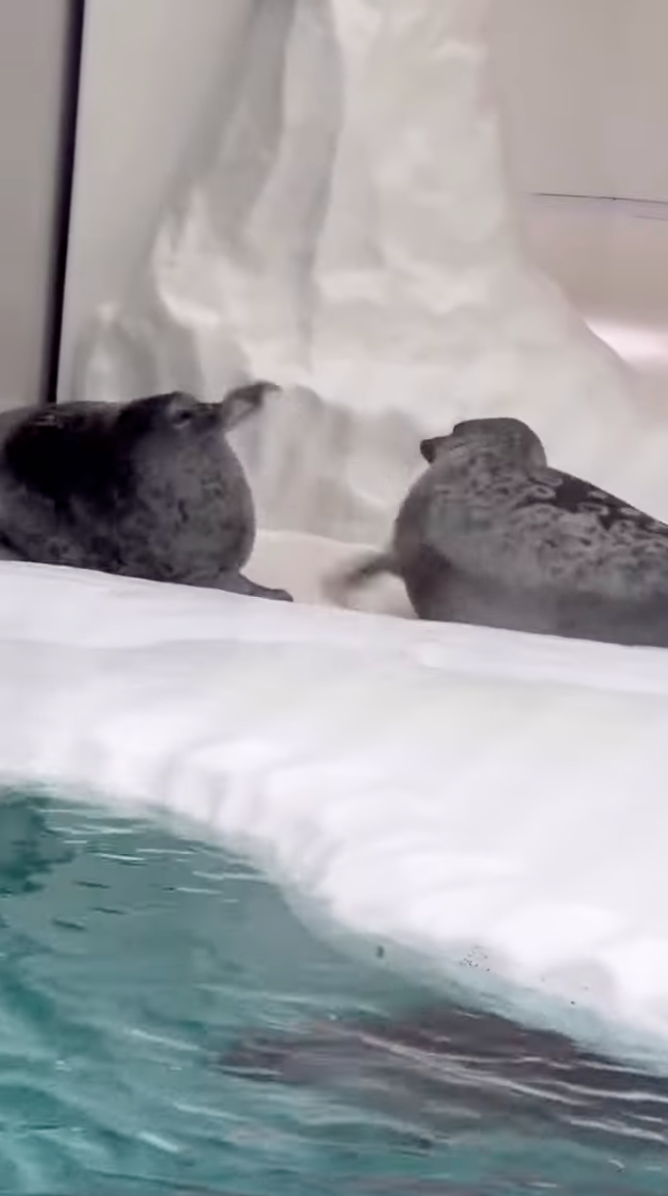 結果兩隻小東西就在那裡互毆～