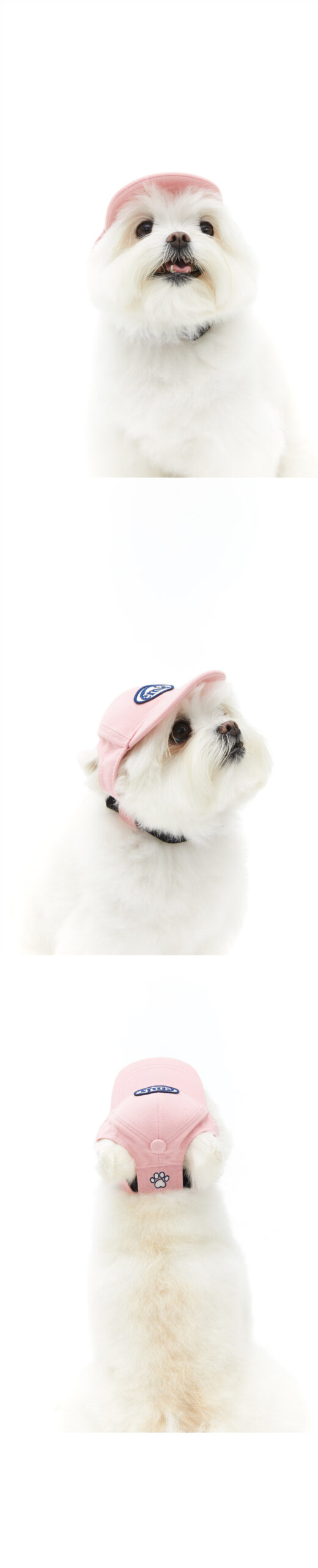 毛孩也是潮流的一份子！