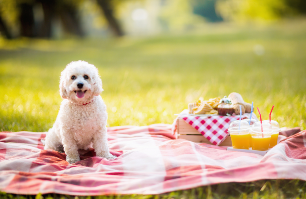 寵物友善「GO 野餐」專區