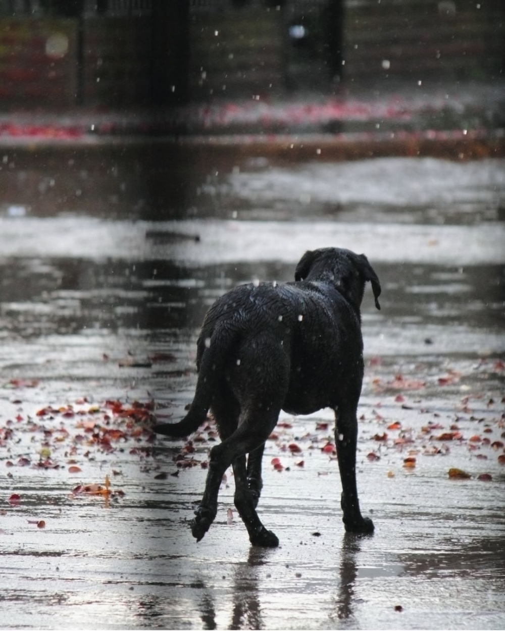 颱風樺加沙襲港。