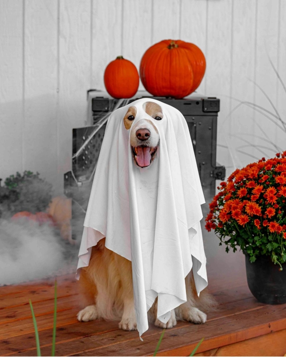 DB 哈囉「Woof」毛特兒大賽。