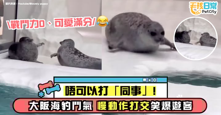 大阪海遊館海豹互打！慢動作小鬥氣像極了貓咪 網笑翻：不可以打同事！