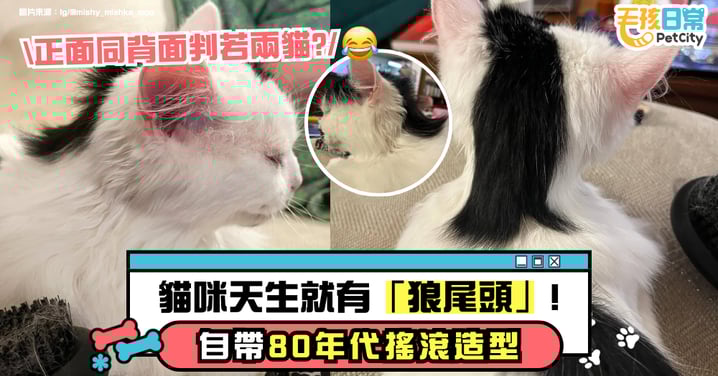 小貓天生自帶「狼尾頭」！貓咪自帶80年代搖滾造型超吸睛