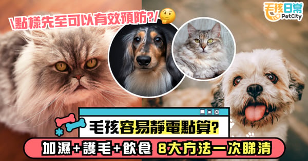 乾燥天氣如何防止毛孩靜電？｜8大方法全解析 加濕、護毛到飲食一次看懂