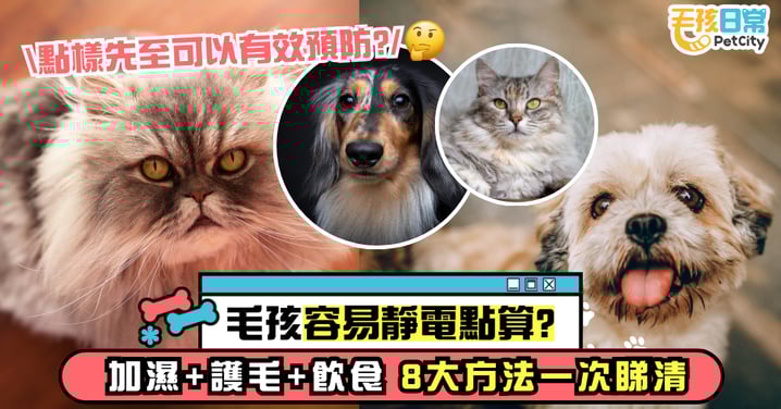 乾燥天氣如何防止毛孩靜電？｜8大方法全解析 加濕、護毛到飲食一次看懂
