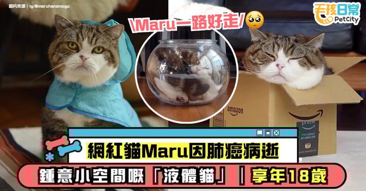 網紅貓Maru因肺癌病逝｜愛鑽紙箱的「液體貓」享年18歲
