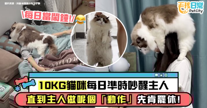10KG貓咪每天準時吵醒主人 用超大體重壓在她頭部 直到飼主做這「動作」才肯罷休【有片】