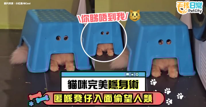 貓咪完美隱身術？眼睛卡在凳子孔裡偷偷觀察人類！【有片】