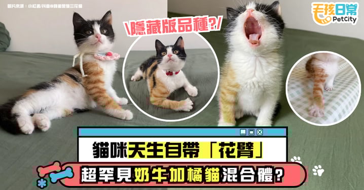 貓咪天生自帶「花臂」!超罕見奶牛+橘貓合體 網驚呼:這是隱藏版品種!【有片】