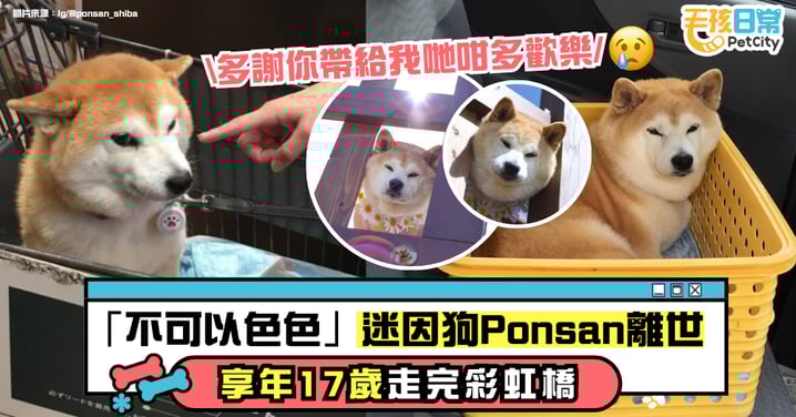 「不可以色色」迷因狗 Ponsan 離世 享年 17 歲走完彩虹橋