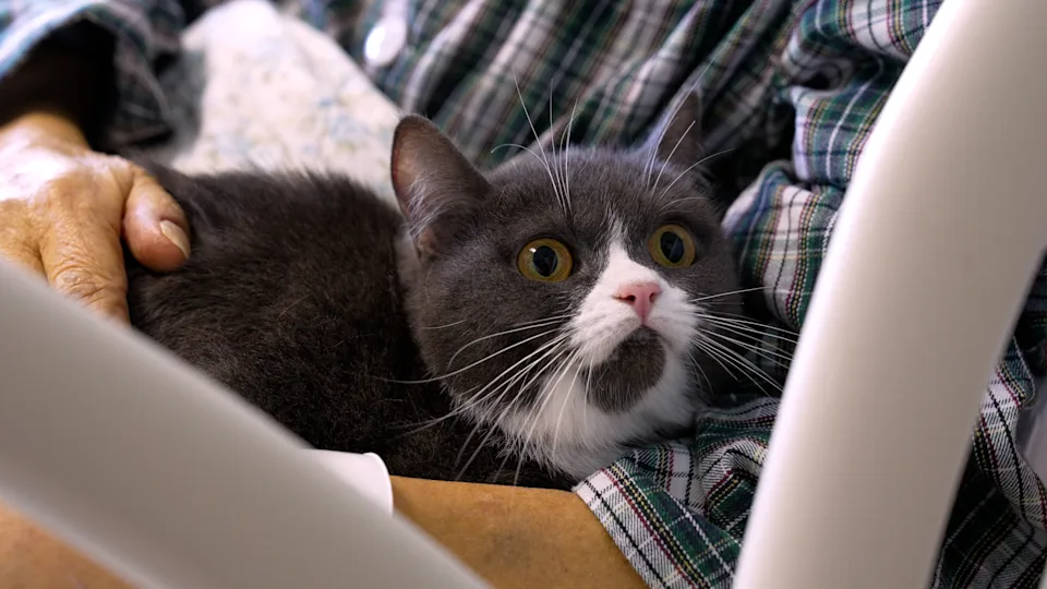 隔日，華叔在家人的陪伴下平靜離世。