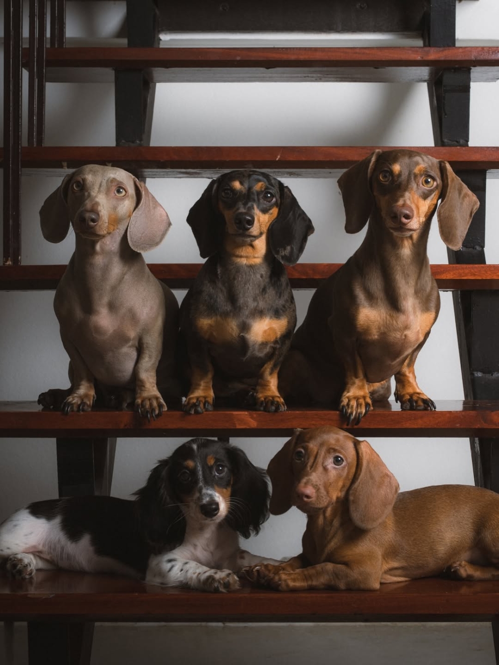 有沒有臘腸狗粉絲？