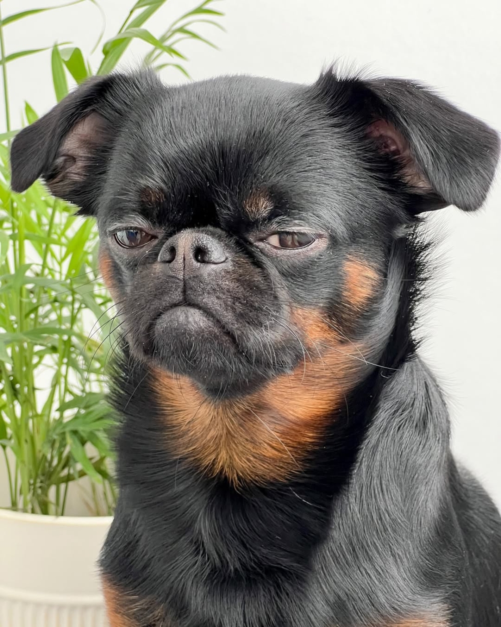 狗界臭臉王登場!Charlie 用一張「不耐煩的臉」紅遍全網:永遠都在不爽