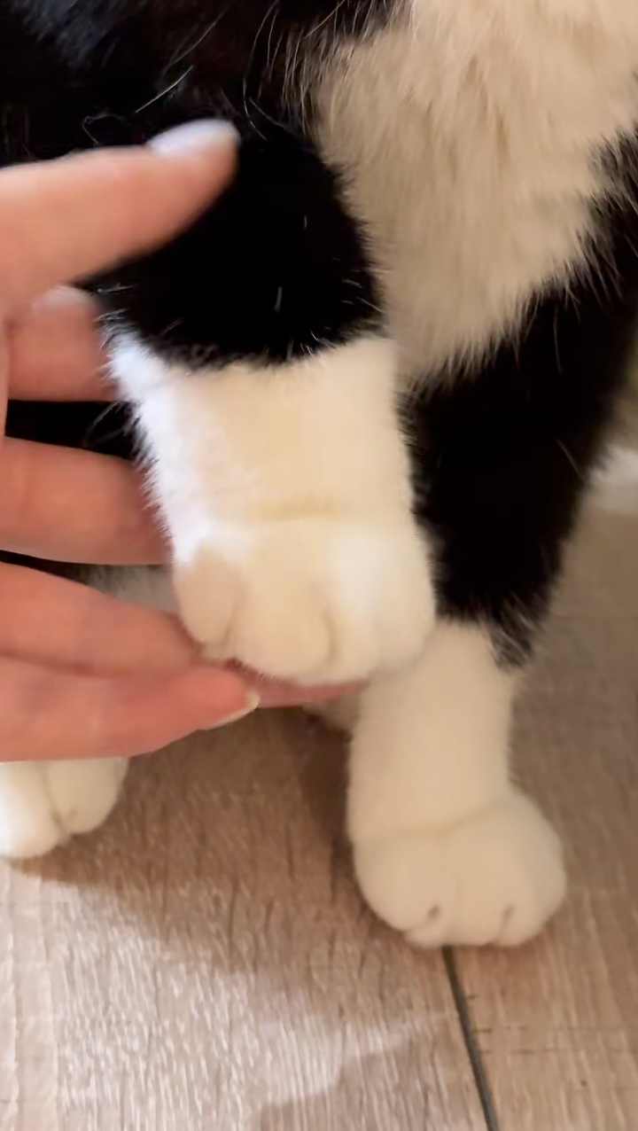 誰能拒絕這個毛茸茸的肉球。