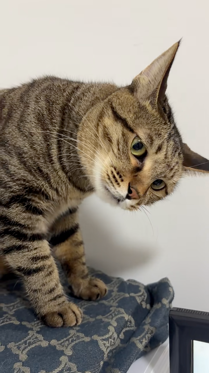 氣得表情扭曲。