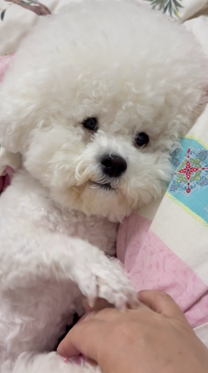 狗狗:喂喂,繼續啊!不要停嘛~