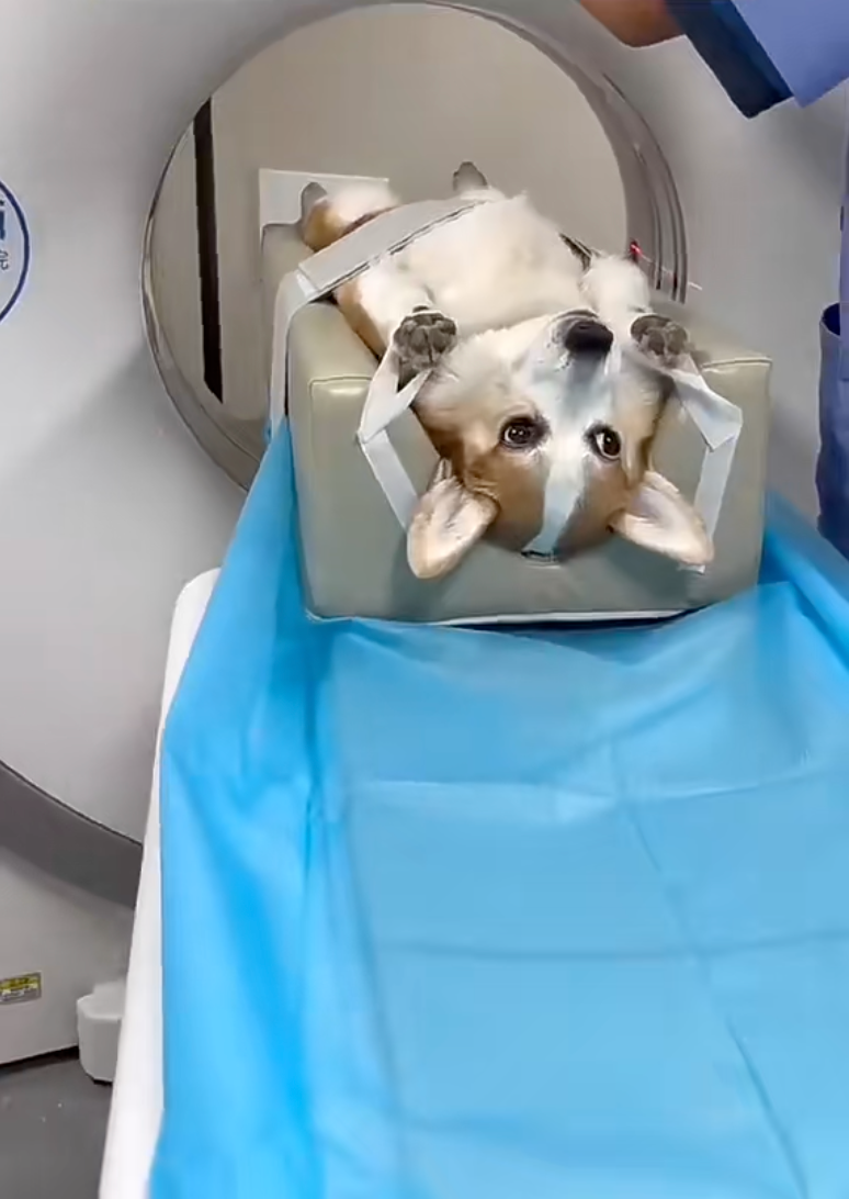 CT掃描：寵物界的「最強透視眼」