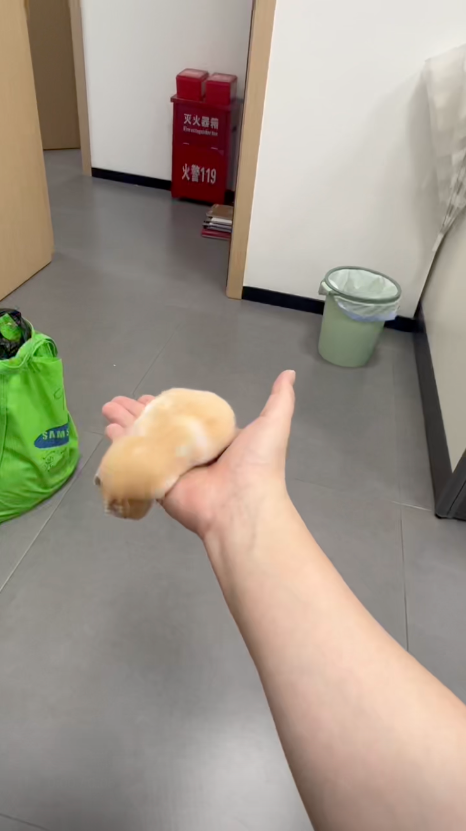 倉鼠臂力超驚人！繞手一圈不掉落　網笑：根本是動物界蜘蛛俠！