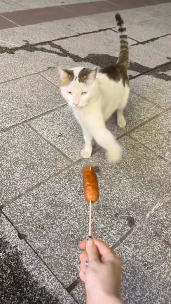 貓咪：拿走拿走！再過來就賞你多幾拳！