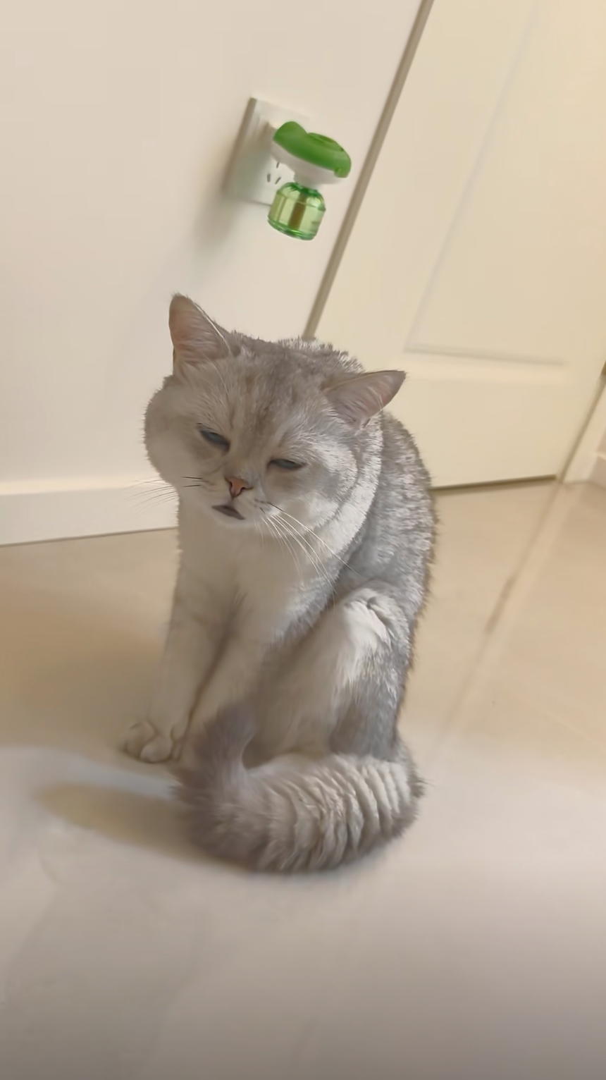 小貓每次都很睏，可是就是不願意去睡。