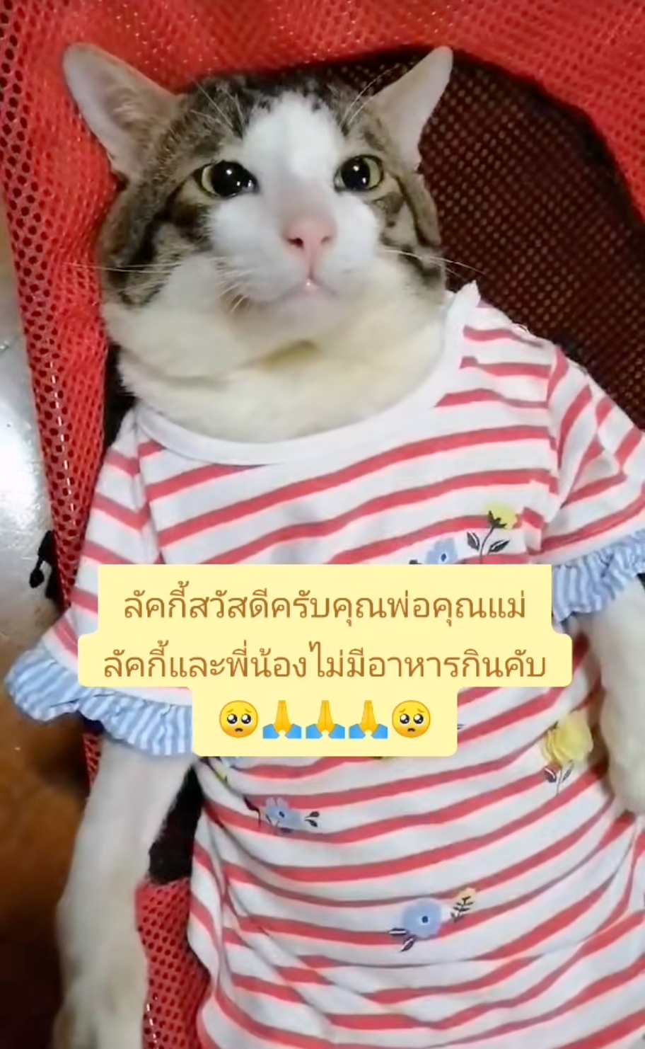 貓咪人模人樣的外表成功俘獲了一大票網友的心。