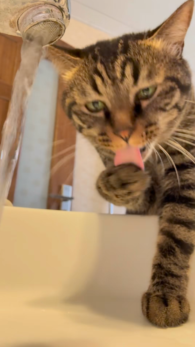 喵：水龍頭的水就是比較好喝！