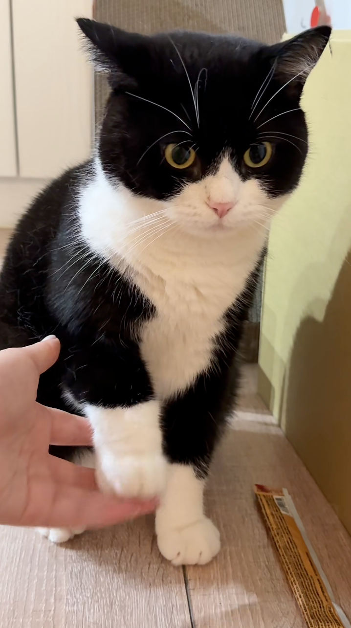 貓咪穿上「襪子」超級可愛。