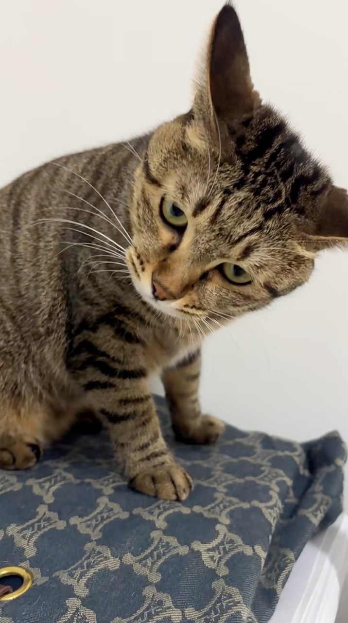 喵：你再動我一下呢？！