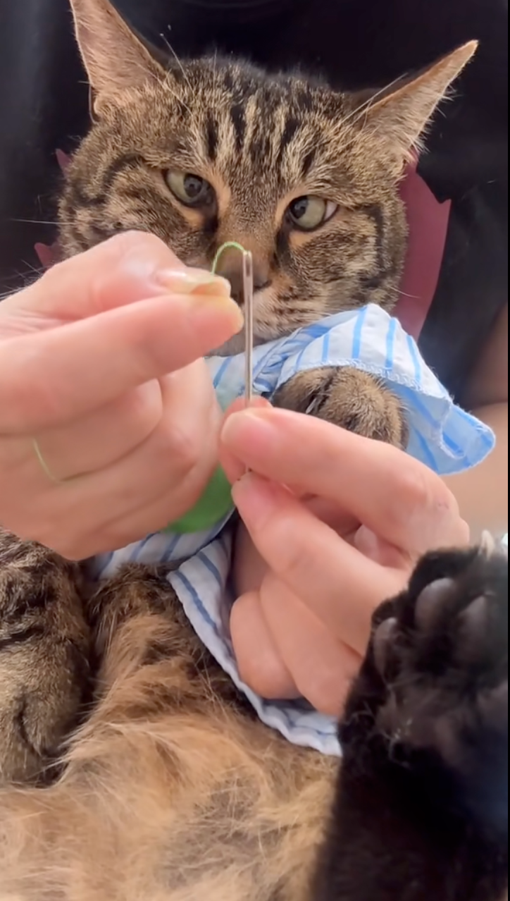 貓咪陪主人穿針線太認真　結果眼神失焦變鬥雞眼