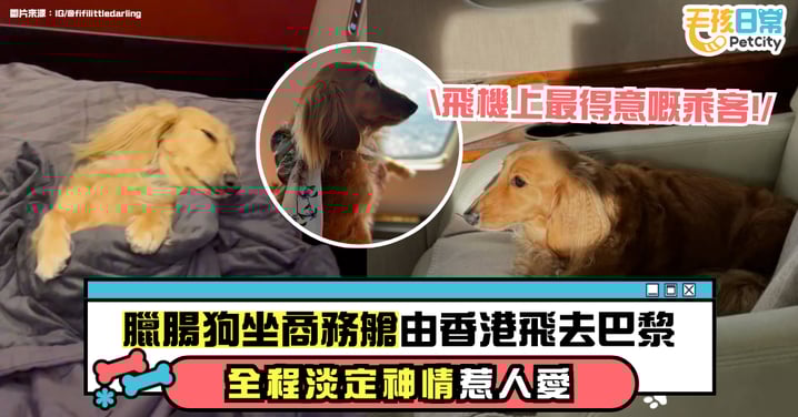飛機上最可愛的乘客!臘腸犬Fifi乘商務艙從香港飛巴黎 全程淡定比人還享受