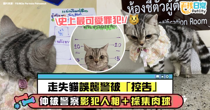 走失貓誤襲警被「控告」！警署幫牠拍犯人照＋採指模 網笑翻：史上最可愛罪犯！