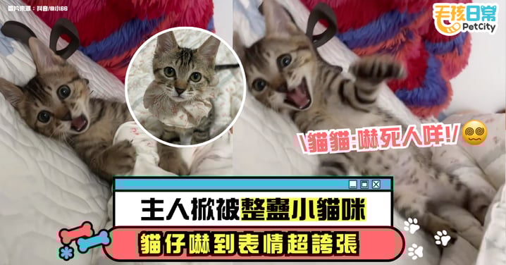 主人掀被惡整小貓!貓咪嚇壞表情太真實 網笑翻:這反應好好笑!【有片】
