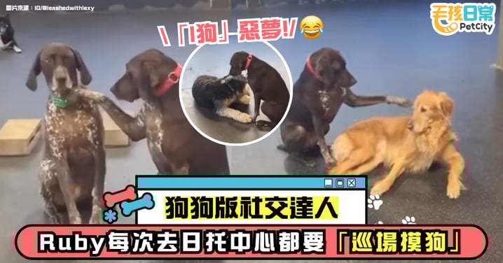 愛摸狗的狗狗!Ruby 在日托中心變身「狗界社交達人」 每天都要摸滿一圈才滿足