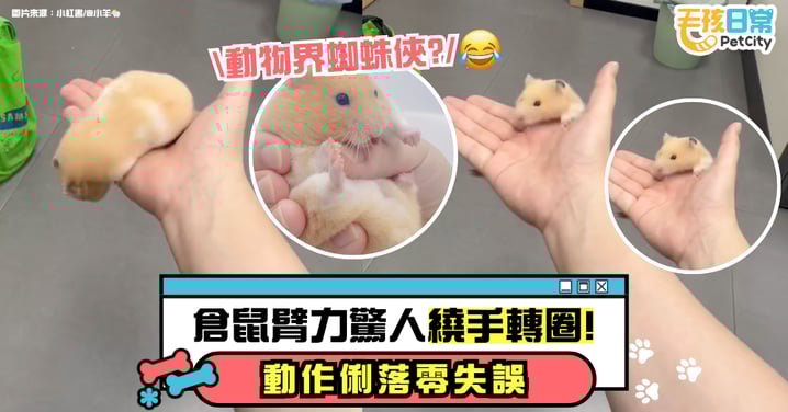 倉鼠臂力超驚人！繞手一圈不掉落　網笑翻：根本是動物界蜘蛛俠！【有片】