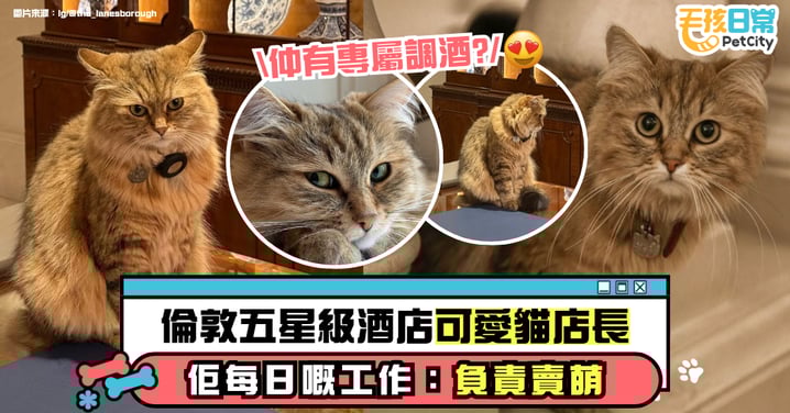 倫敦五星級酒店的超萌貓咪住客 竟然還有專屬調酒？奢華生活引發粉絲朝聖