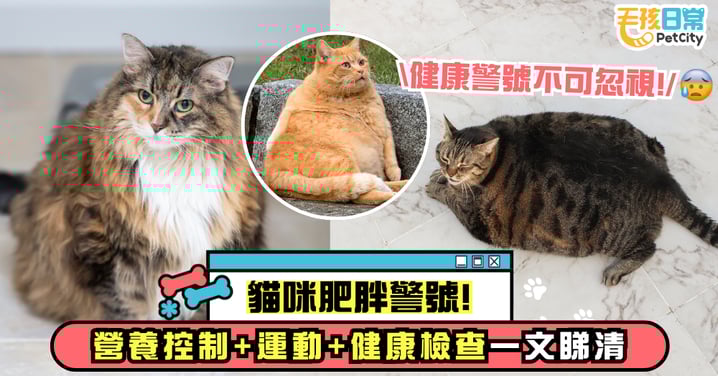 貓咪肥胖的危機!營養控制、運動與健康檢查全指南 別再把健康警訊當可愛!