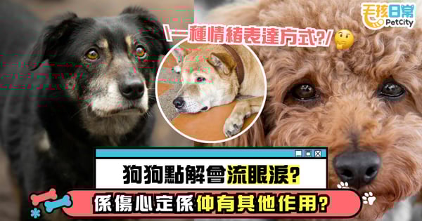 狗狗的流淚意味著什麼?探索牠們的情感世界!究竟是保護眼睛還是情緒表達...