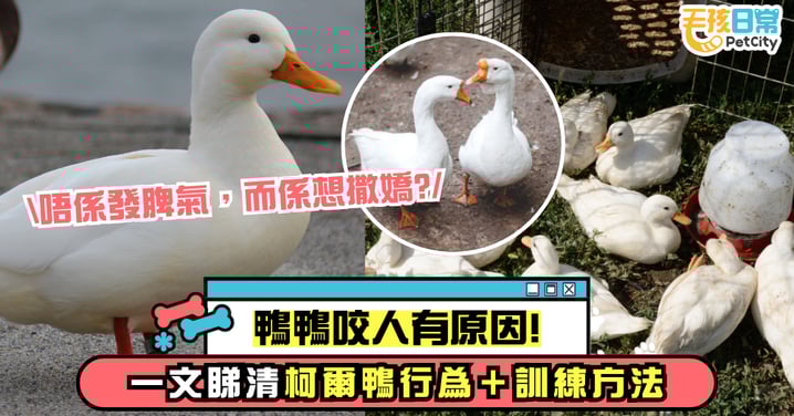 【鴨啄人原因】不是生氣而是撒嬌？了解柯爾鴨啄人行為與訓練方法
