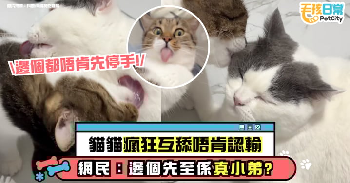 貓咪互舔大戰!兩貓瘋狂互舔不認輸 網友笑稱「誰才是真小弟?」