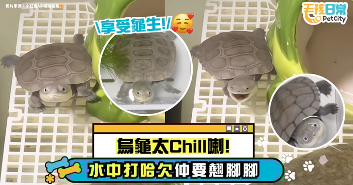 烏龜也太會享受了吧？水中打哈欠＋蹺腳腳 網笑翻：看起來很舒服！【有片】