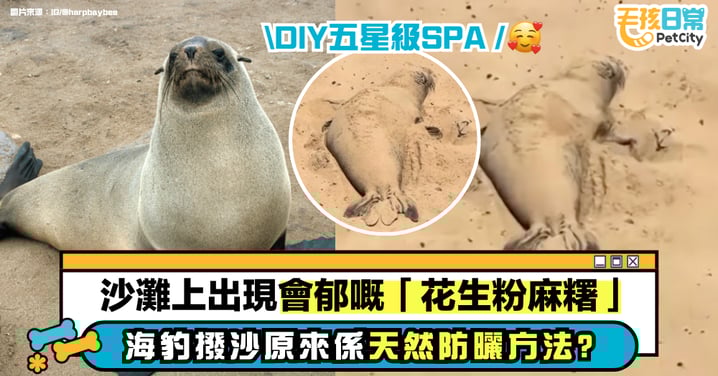 沙灘上出現會動的「花生粉麻糬」!小海豹撥沙太療癒 原來是天然防曬法?
