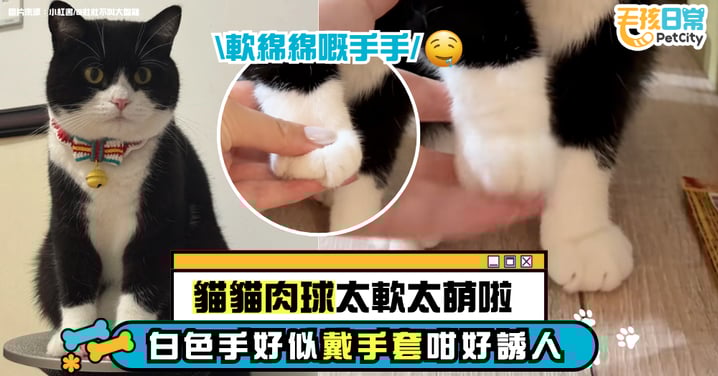 貓咪肉球軟呼呼被「狂 rua」!白色小手套太萌了 網友:這畫面治癒值滿分!【有片】