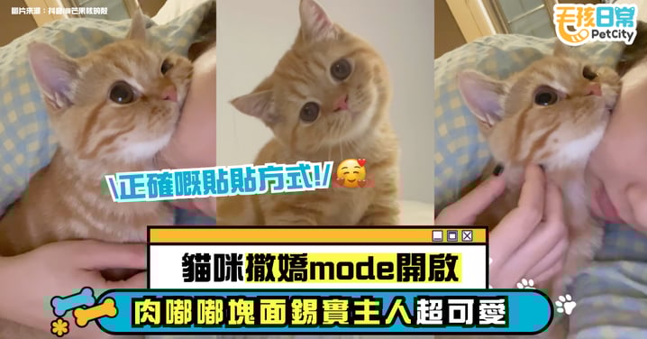 貓咪太會撒嬌!肉嘟嘟臉頰緊貼主人 網友:這才是正確的貼貼方式【有片】
