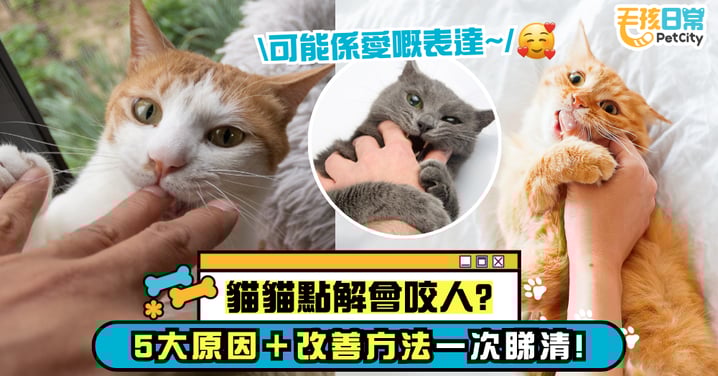 貓咬人超痛！為什麼制止無效？影響「貓咪亂咬人」5 種原因，你中招了嗎？