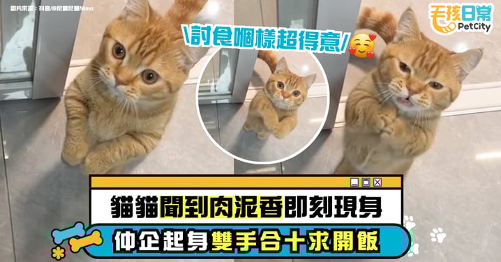 貓咪聞肉泥香立刻現身　急得雙腳合十站起來討食　網友：「拜託」姿勢太可愛【有片】