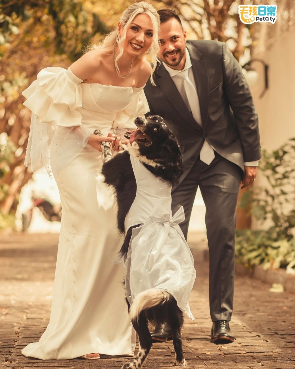 毛孩當證婚人？美國開放毛孩當證婚人　「肉球蓋章」成真愛印記