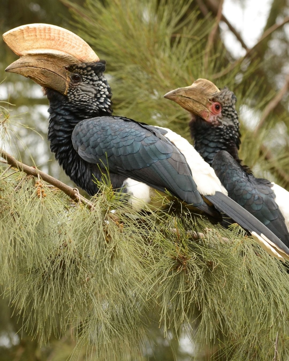 全球 61% 鳥類數量下滑，熱帶雨林首當其衝。