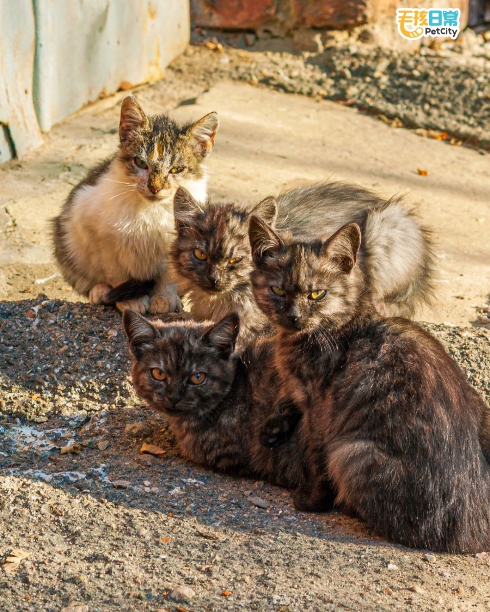 【塞浦路斯「一人一貓」危機】流浪貓暴增衝擊生態　政府加碼預算推絕育計劃